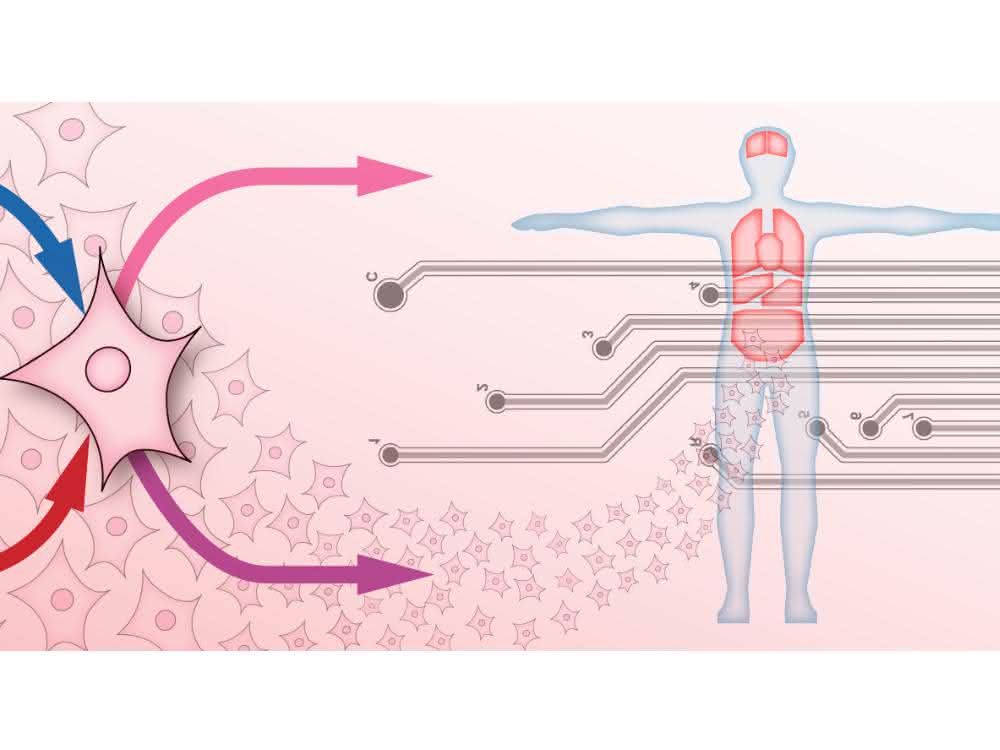 Abstrakte Darstellung Organ-on-Chip