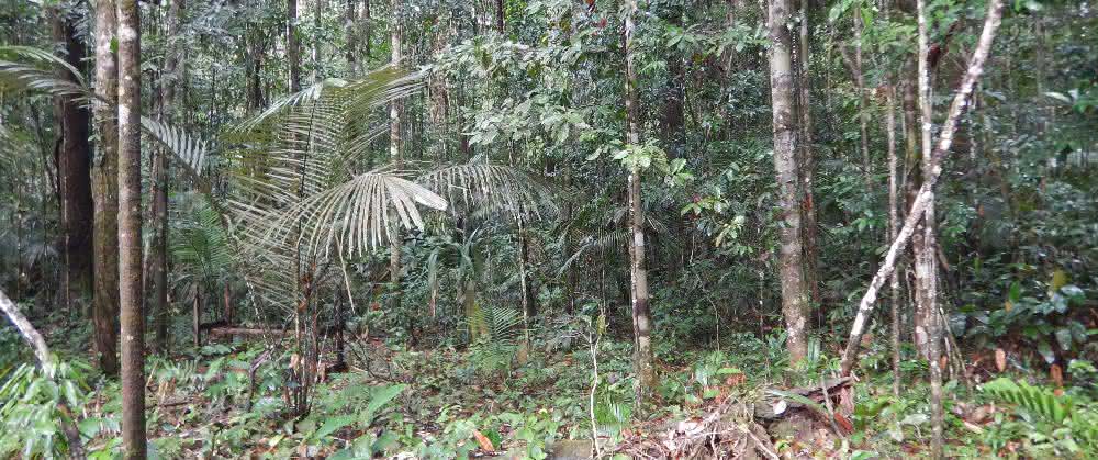 Mikroorganismen beeinflussen die Luft: Flüchtige Stoffe aus dem Urwaldboden Mikroorganismen beeinflussen die Luft: Flüchtige Stoffe aus dem Urwaldboden