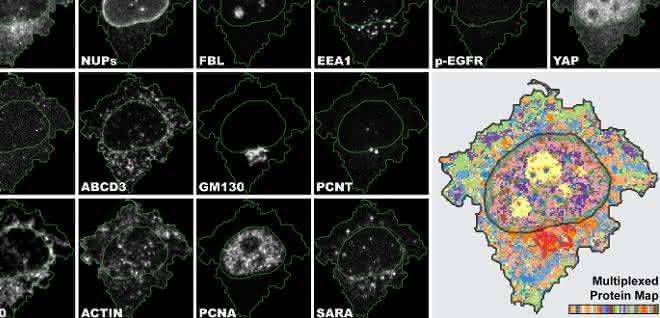 Zehnmal mehr Proteine visualisieren: Neue Imagingmethode für die Analyse von Zellproben 4i ist das erste bildgebende Verfahren, das eine enorm vielschichtige Ansicht und multiplexierte Informationen auf Gewebe-, Zell- und Organell-Ebene verbindet.