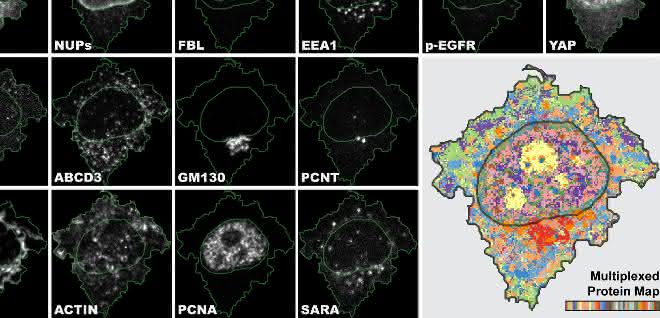 4i ist das erste bildgebende Verfahren, das eine enorm vielschichtige Ansicht und multiplexierte Informationen auf Gewebe-, Zell- und Organell-Ebene verbindet.