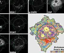 4i ist das erste bildgebende Verfahren, das eine enorm vielschichtige Ansicht und multiplexierte Informationen auf Gewebe-, Zell- und Organell-Ebene verbindet.