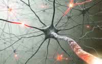 Inside the brain. Concept of neurons and nervous system.