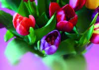 Blumen