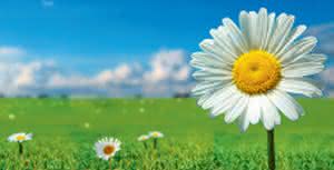 10-09_Blume