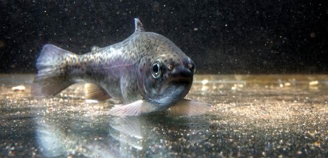 Spurenschadstoffe im Wasser: Welche Klärtechniken Fischen helfen