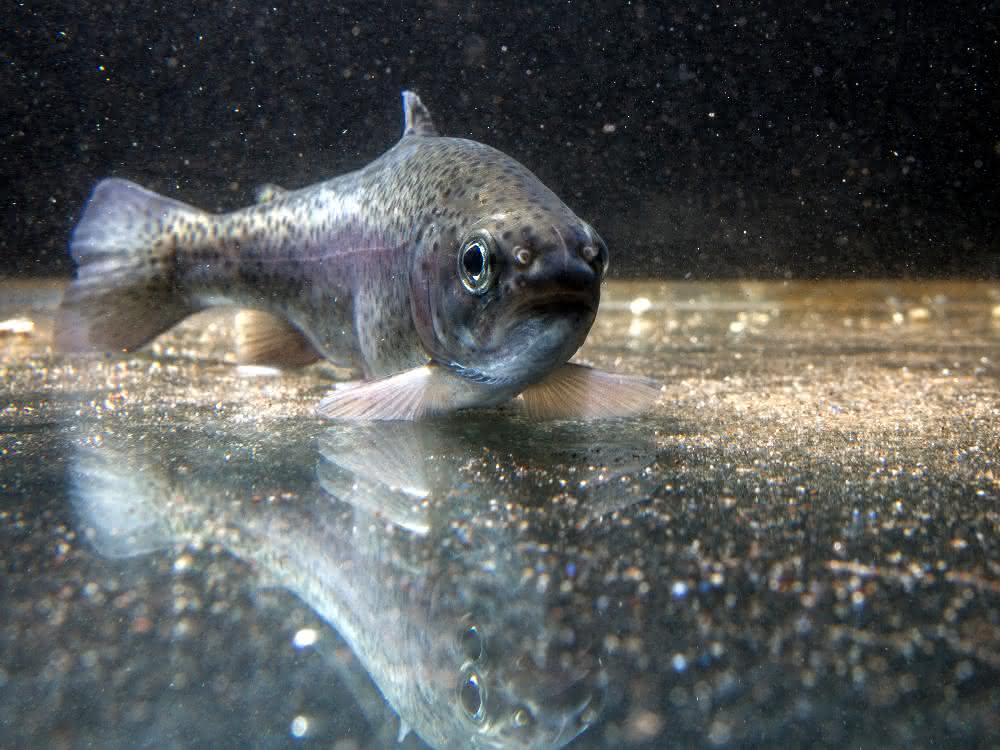 Spurenschadstoffe im Wasser: Welche Klärtechniken Fischen helfen