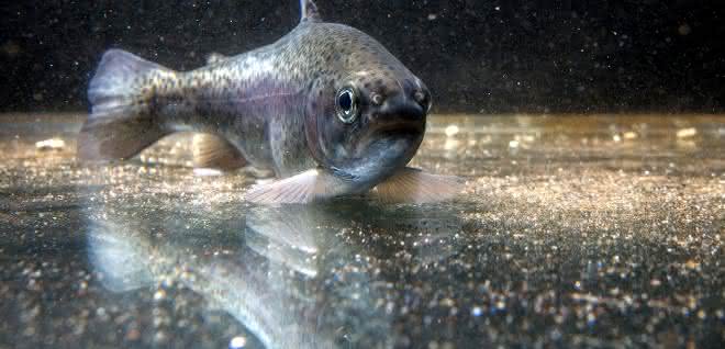 Spurenschadstoffe im Wasser: Welche Klärtechniken Fischen helfen