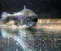 Spurenschadstoffe im Wasser: Welche Klärtechniken Fischen helfen Spurenschadstoffe im Wasser: Welche Klärtechniken Fischen helfen