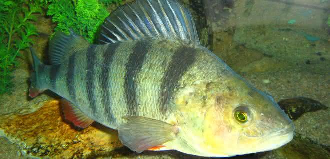 Perca fluviatilis - ein echter Barsch
