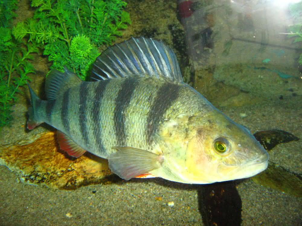 Perca fluviatilis - ein echter Barsch Perca fluviatilis - ein echter Barsch