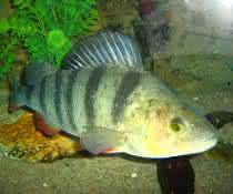 Perca fluviatilis - ein echter Barsch