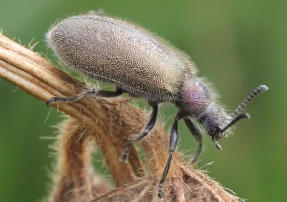 Wollkäfer Lagria villosa
