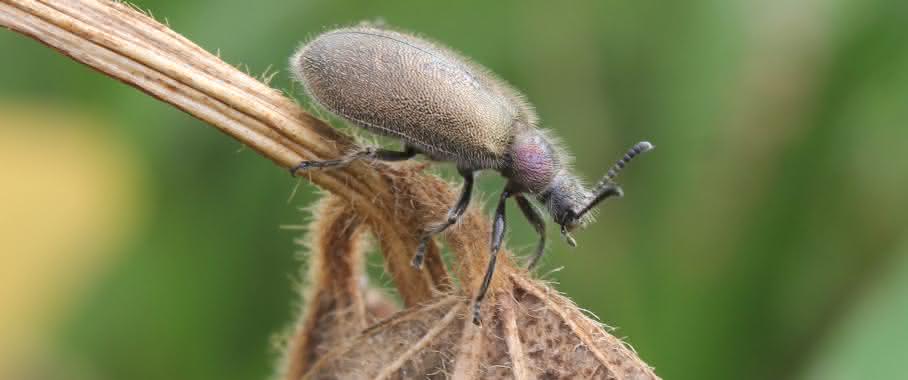Wollkäfer Lagria villosa
