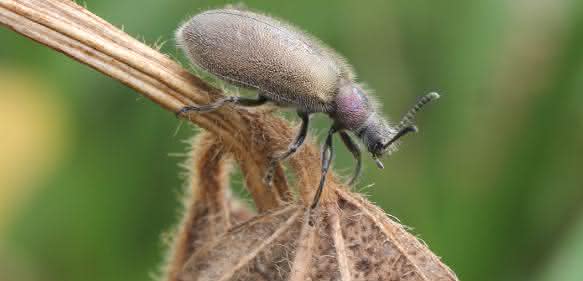 Wollkäfer Lagria villosa