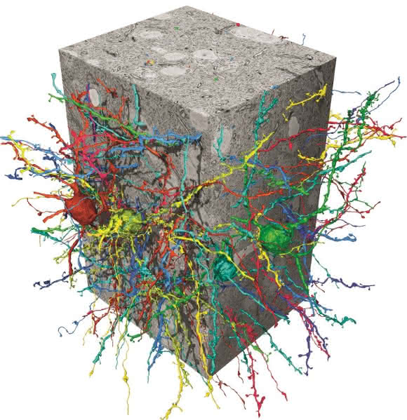 Rekonstruktion von Nervenzellen aus einem Elektronenmikroskopie-Datensatz mit Hilfe der flood-filling networks (FFN). Rekonstruktion von Nervenzellen aus einem Elektronenmikroskopie-Datensatz