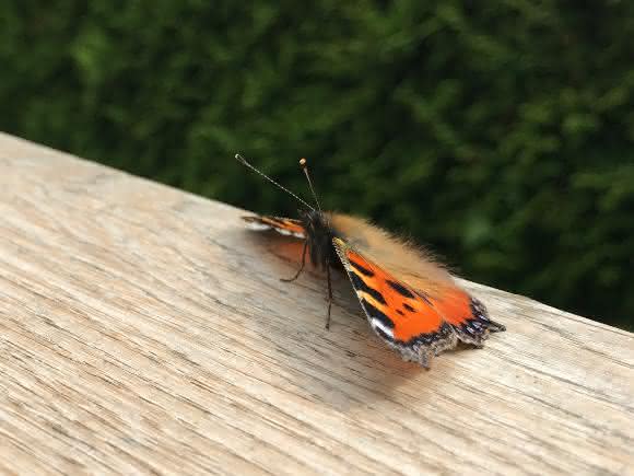 Schmetterling
