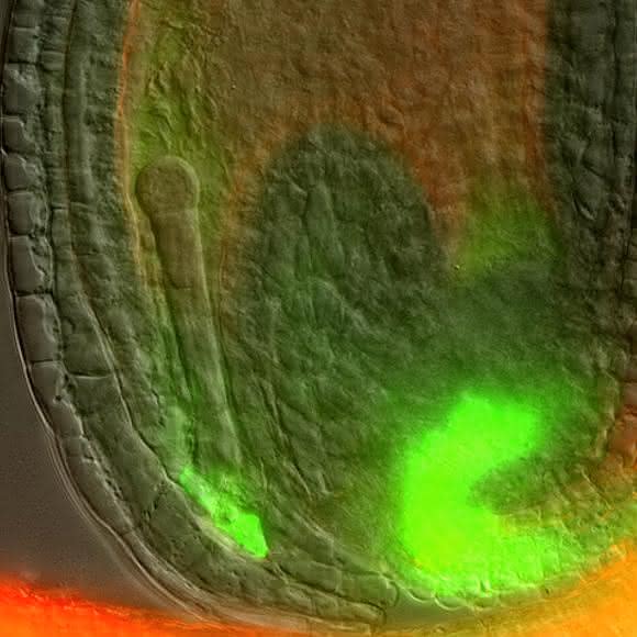 Arabidopsis Samen in der frühen Entwicklung: Auxin (hier in grün) wird im mütterlichen Gewebe in der Nähe des jungen Embryos produziert und reichert sich dort an. (Bild: Chulmin Park) Arabidopsis Samen in der frühen Entwicklung