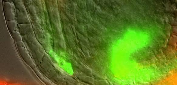 Arabidopsis Samen in der frühen Entwicklung: Auxin (hier in grün) wird im mütterlichen Gewebe in der Nähe des jungen Embryos produziert und reichert sich dort an. (Bild: Chulmin Park) Arabidopsis Samen in der frühen Entwicklung