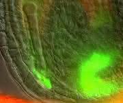 Arabidopsis Samen in der frühen Entwicklung: Auxin (hier in grün) wird im mütterlichen Gewebe in der Nähe des jungen Embryos produziert und reichert sich dort an. (Bild: Chulmin Park) Arabidopsis Samen in der frühen Entwicklung