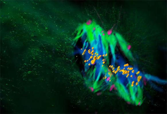 Künstlerische 3D Darstellung der Doppelspindel in der Säugetierzygote ...