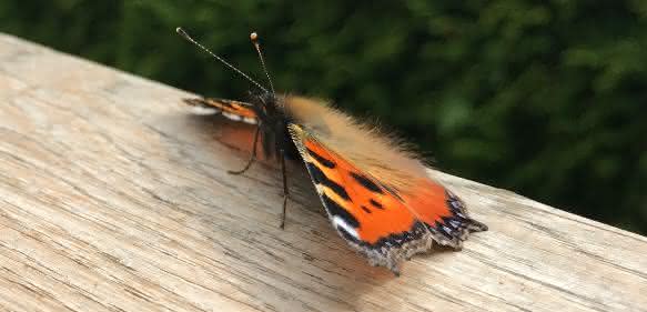 Schmetterling