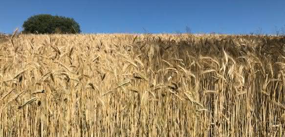 Weizenfeld