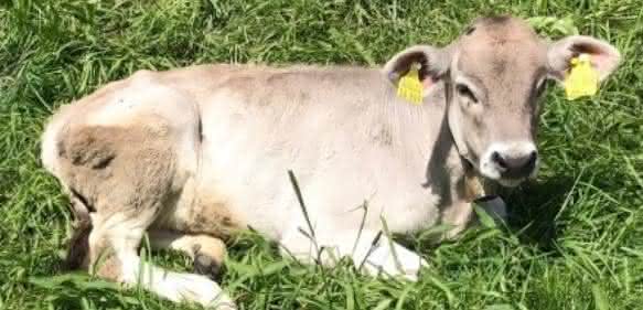 Die Epigenetik spielt auch bei der Domestizierung von Tieren eine Rolle. (Bild: WBM/SKO) Kälbchen auf der Wiese