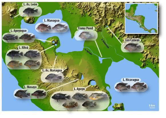 Karte zeigt die geografische Verteilung und morphologische Vielfalt der verschiedenen Midas-Buntbarscharten und Ökotypen, die den Nicaragua- und Managuasee sowie verschiedene Kraterseen bewohnen