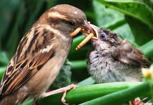 Vogel füttert Küken mit Käferlarve