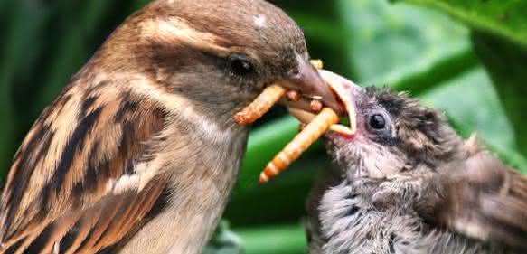 Weiblicher Haussperling (Passer domesticus) füttert Jungvogel mit Käferlarven, Shrewsbury, UK. (Bild: Maurice Baker) Vogel füttert Küken mit Käferlarve