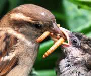 Weiblicher Haussperling (Passer domesticus) füttert Jungvogel mit Käferlarven, Shrewsbury, UK. (Bild: Maurice Baker) Vogel füttert Küken mit Käferlarve