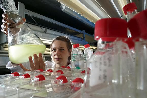 Jenaer Wissenschaftler erforschen im SFB "ChemBioSys" fundamentale Kontrollmechanismen in komplexen Biosystemen. Im Bild: Doktorandin Arite Bigalke überprüft Algenkulturen. (Bild: Jan-Peter Kasper/FSU)