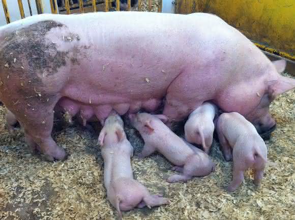Muttersau mit Ferkel