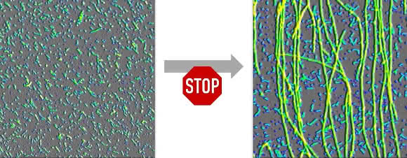 Oligomere (links) verhindern aktiv, dass sie zu Fibrillen (Fäden im rechten Bild) abgebaut werden. (Bild: Wolfgang Hoyer/HHU) Oligomere (links) verhindern aktiv, dass sie zu Fibrillen (Fäden im rechten Bild) abgebaut werden. (Bild: Wolfgang Hoyer/HHU)