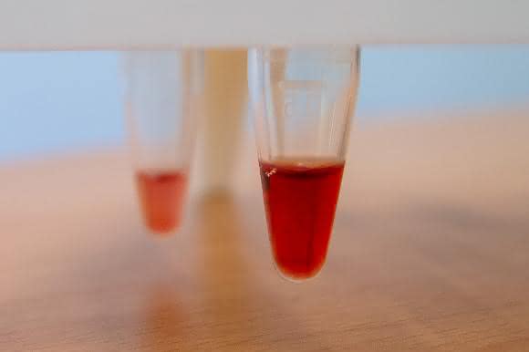 Lösung von isolierter und aufgereinigter Superoxide-Oxidase, wie sie im Labor für biochemische Experimente verwendet wurde. Die charakteristische Himbeersaftfarbe erhält das Protein durch zwei sogenannte Hämgruppen, ähnlich dem Hämoglobin, welches dem Blut seine rote Farbe verleiht. (Bild: Christoph von Ballmoos) Lösung von isolierter und aufgereinigter Superoxide-Oxidase, wie sie im Labor für biochemische Experimente verwendet wurde. Die charakteristische Himbeersaftfarbe erhält das Protein durch zwei sogenannte Hämgruppen, ähnlich dem Hämoglobin, welches dem Blut seine rote Farbe verleiht. (Bild: Christoph von Ballmoos)