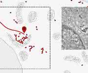 Nanobodies verfolgen Rezeptoren von der Zelloberfläche zum Zentrum der Zelle (zum Golgi-Apparat). Rechts: Elektronenmikroskopische Aufnahme. (Bild: Universität Basel, Biozentrum) Nanobodies verfolgen Rezeptoren von der Zelloberfläche zum Zentrum der Zelle (zum Golgi-Apparat). Rechts: Elektronenmikroskopische Aufnahme. (Bild: Universität Basel, Biozentrum)
