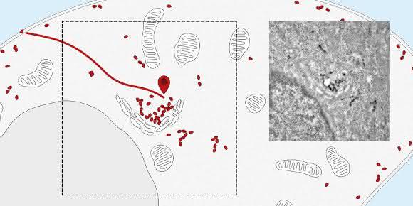 Nanobodies verfolgen Rezeptoren von der Zelloberfläche zum Zentrum der Zelle (zum Golgi-Apparat). Rechts: Elektronenmikroskopische Aufnahme. (Bild: Universität Basel, Biozentrum)