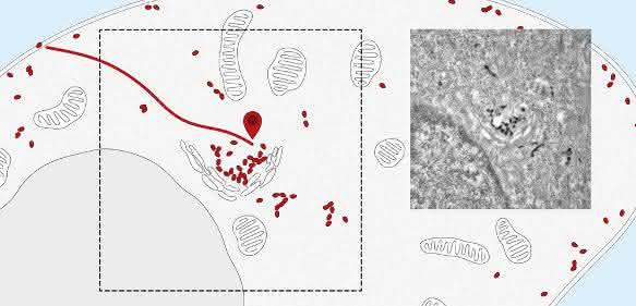 Nanobodies verfolgen Rezeptoren von der Zelloberfläche zum Zentrum der Zelle (zum Golgi-Apparat). Rechts: Elektronenmikroskopische Aufnahme. (Bild: Universität Basel, Biozentrum)