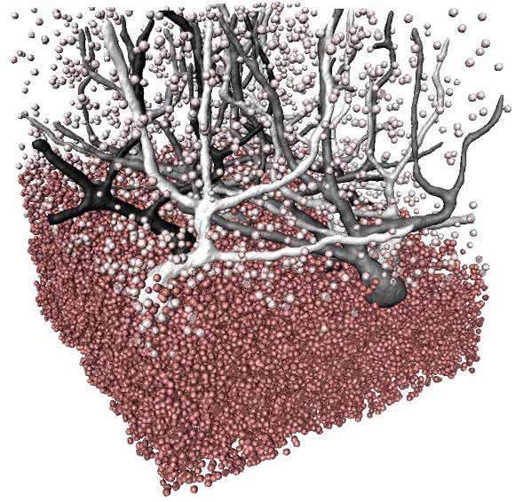 Phasenkontrasttomografie (Bild: Universität Göttingen)