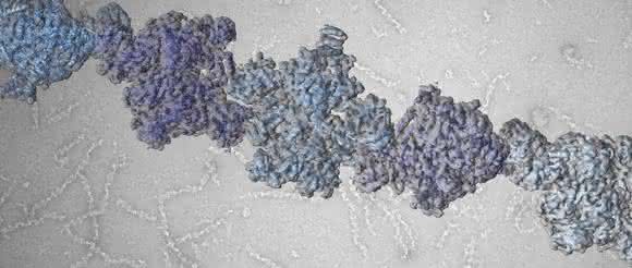 ACC-Fasern regulieren die Enzymaktivität und kontrollieren so die Fettsäureproduktion. (Bild: Universität Basel, Biozentrum) ACC-Fasern