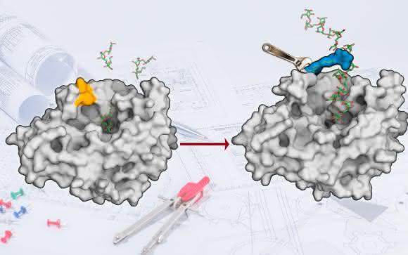 Die Oberfläche des Enzyms Levansucrase wurde so umgestaltet, dass es Zuckerpolymere entstehen lassen kann. (Bild: AK Seibel) Oberfläche des Enzyms Levansucrase