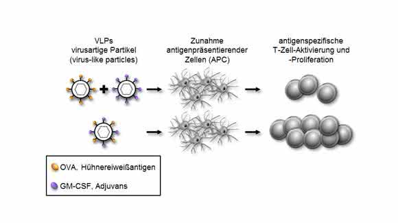 Die Kombination von Antigen und Adjuvans in virusartigen Partikeln (unten) führt zu einer stärkeren Immunreaktion als bei getrennter Präsentation. Dies könnte für Impfstoffe genutzt werden. (Bild: PEI)