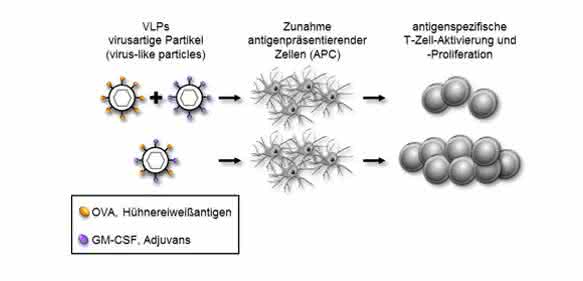 Die Kombination von Antigen und Adjuvans in virusartigen Partikeln (unten) führt zu einer stärkeren Immunreaktion als bei getrennter Präsentation. Dies könnte für Impfstoffe genutzt werden. (Bild: PEI)