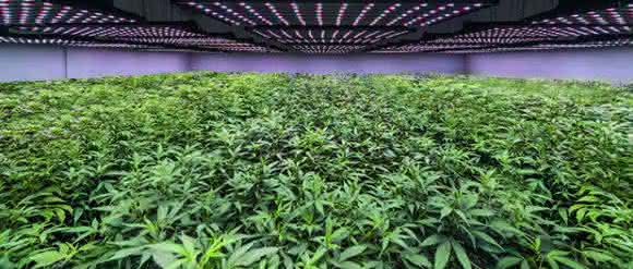 Produktionshalle für medizinische Cannabis-Pflanzen Produktionshalle für medizinische Cannabis-Pflanzen