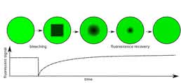 In FRAP-Assays wird gemessen, wie viel Zeit fluoreszente Moleküle brauchen, um ein ausgebleichtes Areal wieder auszufüllen ... Darstellung Messergebnis aus FRAP-Assay