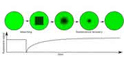 Darstellung Messergebnis aus FRAP-Assay