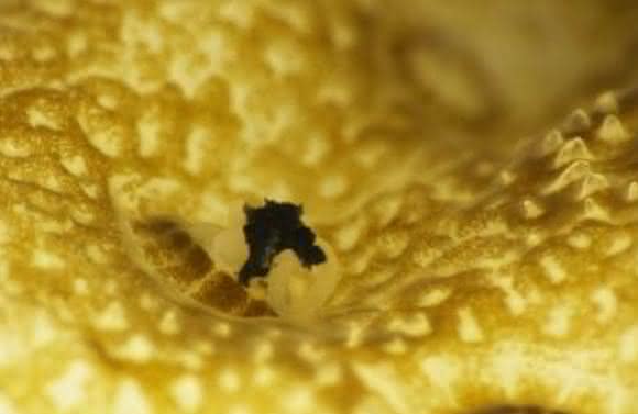 Ein Korallenpolyp nimmt einen Mikroplastikpartikel auf.