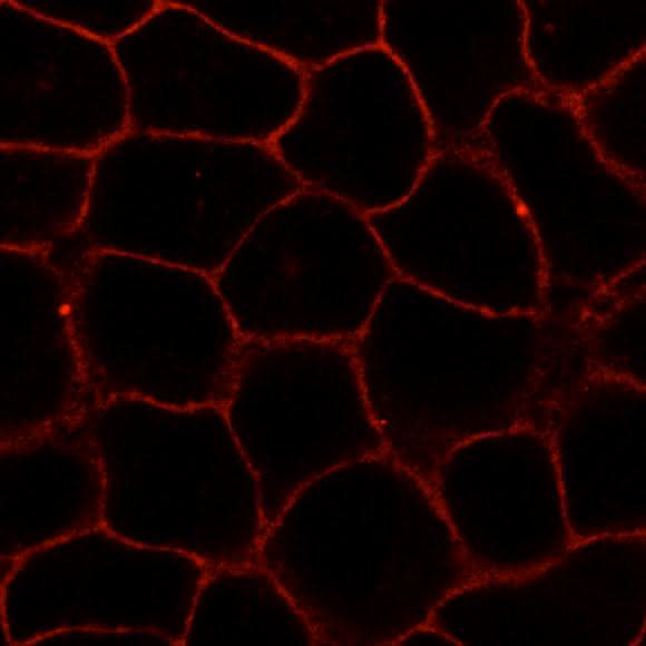 Mikroskopische Aufnahme des fluoreszenzmarkierten neuen Membranstoffs.