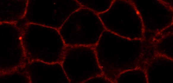 Mikroskopische Aufnahme des fluoreszenzmarkierten neuen Membranstoffs.