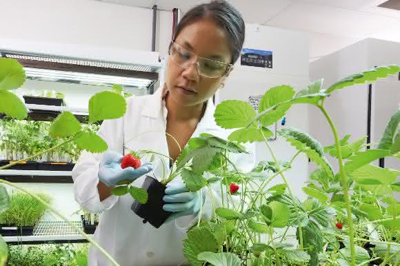 Wissenschaftlerin untersucht Erdbeerpflanzen im Forschungslabor für Pflanzenpathologie der Division Crop Science von Bayer.